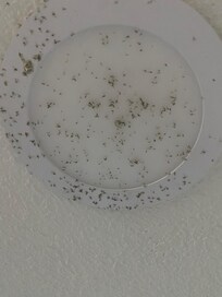 Lights in the kitchen! Looks like some one killed the bugs and left them.