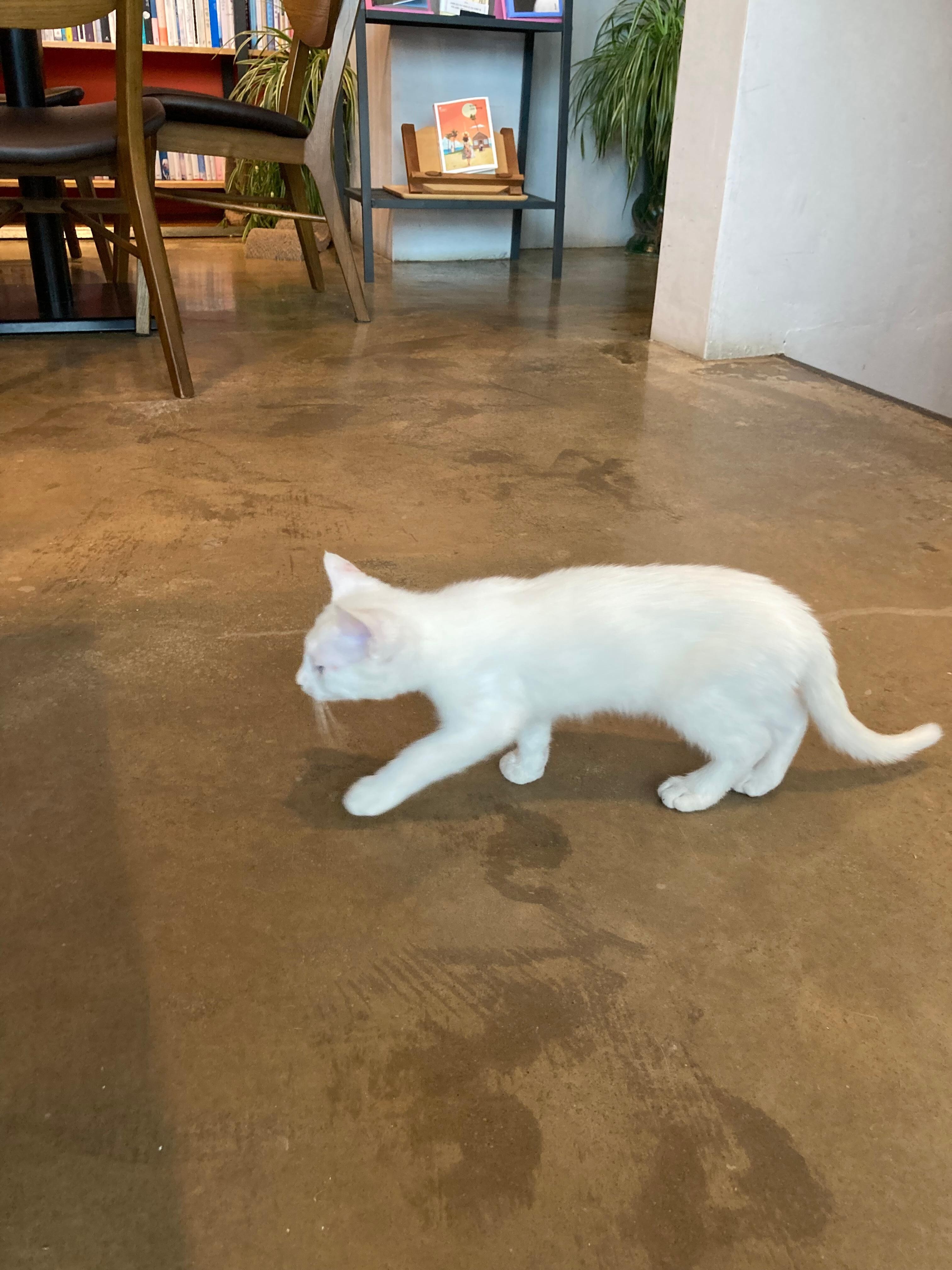 귀엽고 순한 고양이들이 반겨줍니다.