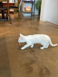 귀엽고 순한 고양이들이 반겨줍니다.