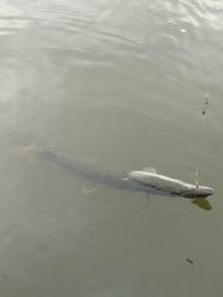 We caught an Alligator Gar!