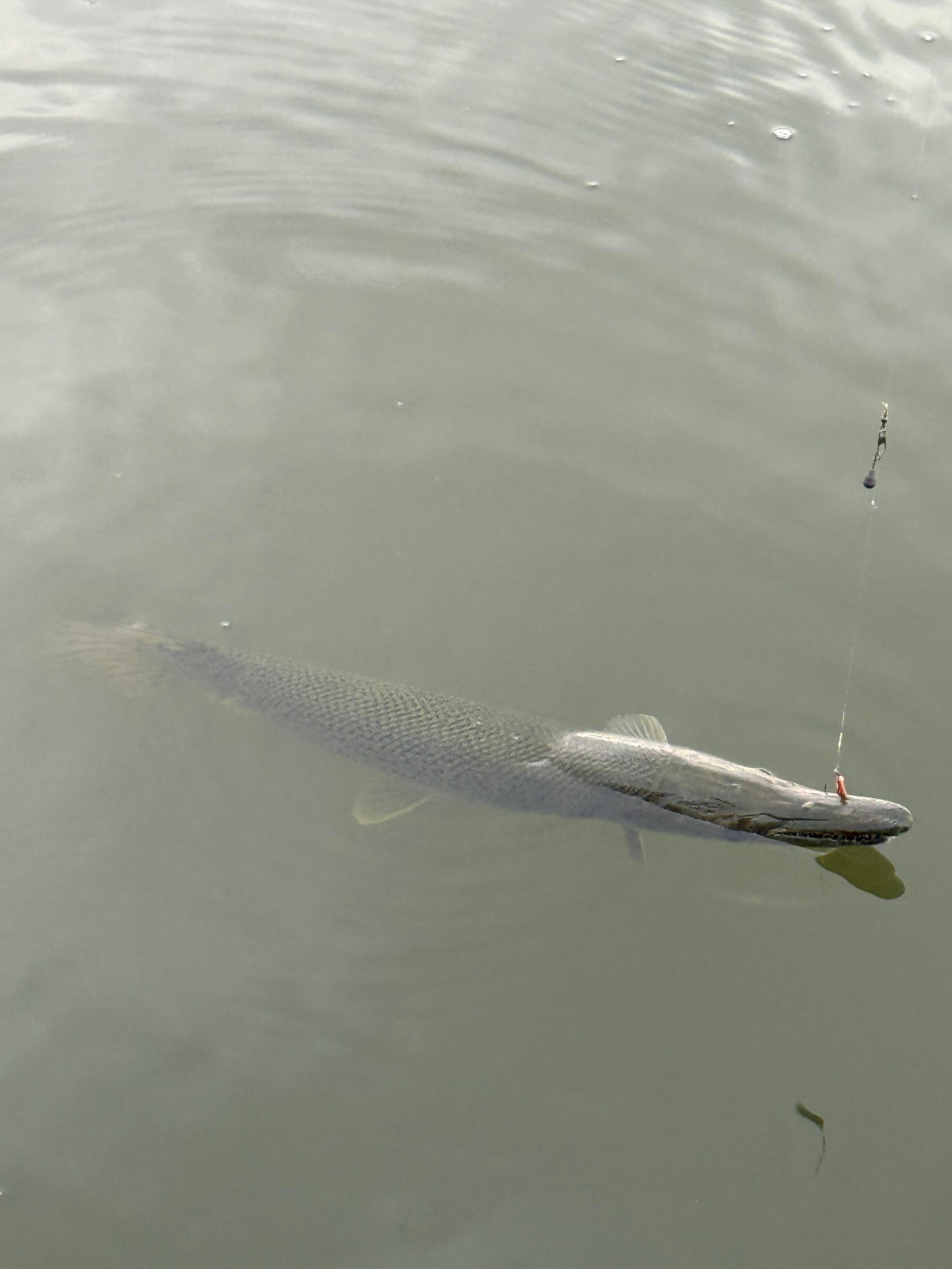 We caught an Alligator Gar!