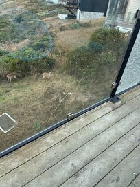 Lots of deer to see from the deck.