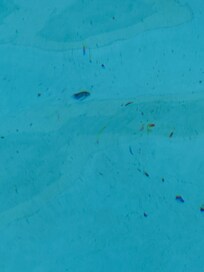 Entire pool looked like this.