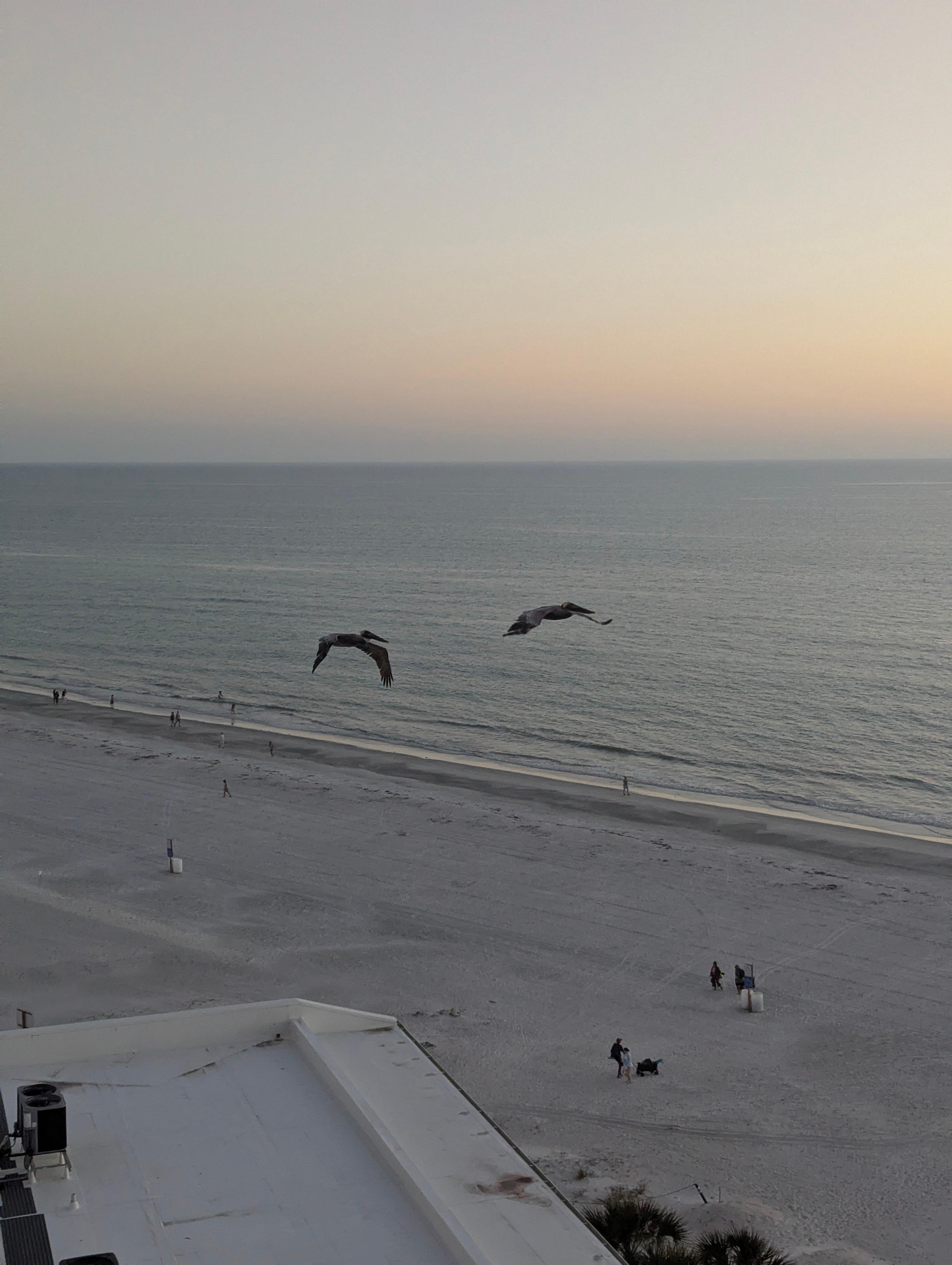 Pelican flybys. 