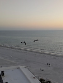Pelican flybys.
