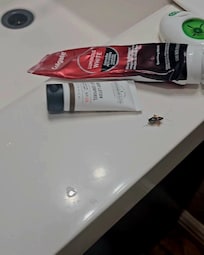 Cucarachos en cepillos de dientes en lavabo