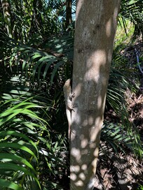 Amis iguane de la propriété