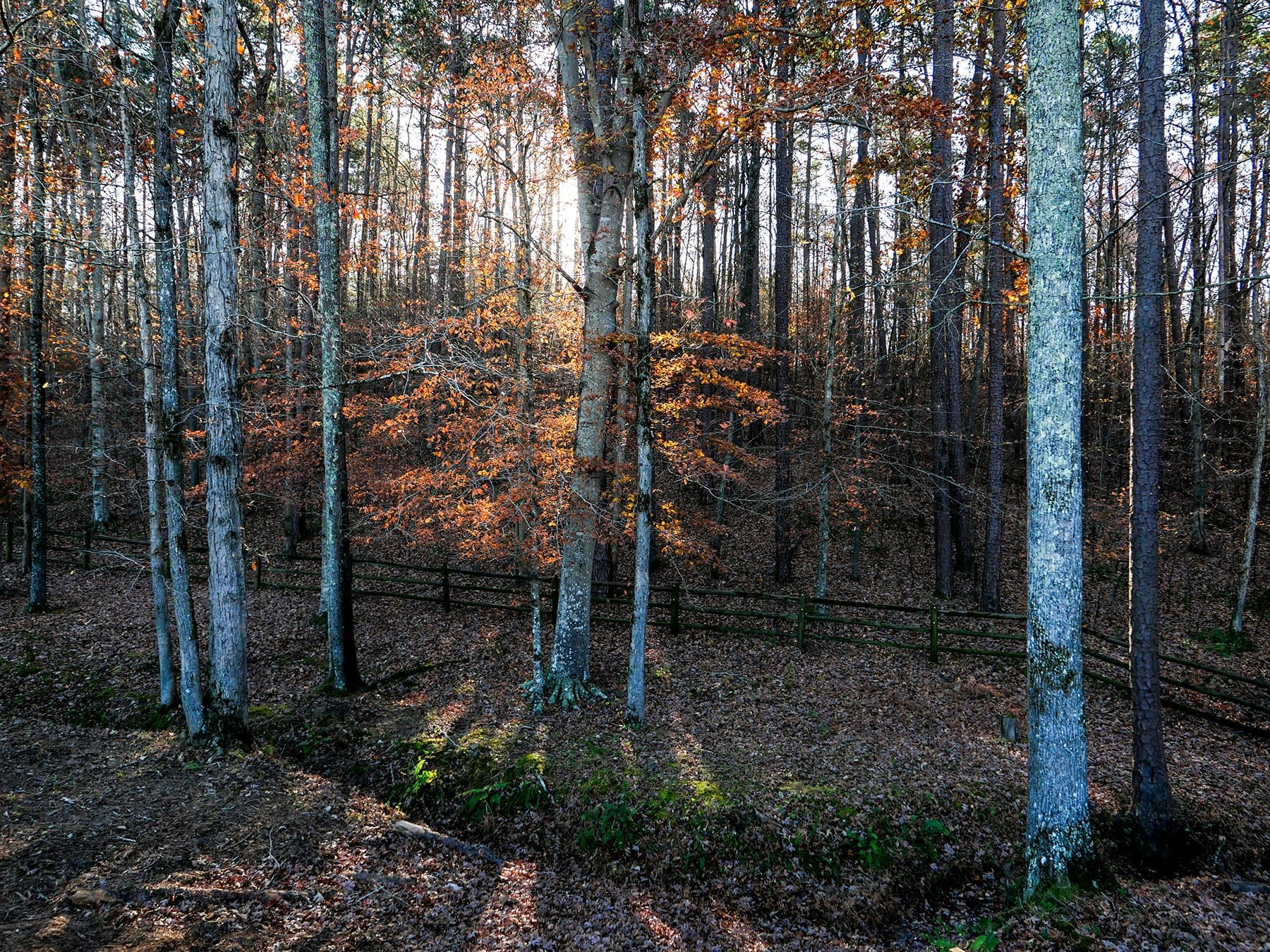 Morning view from the back porch of the Tiny House of Wishing Creek. Amazing spot to have my morning coffee and read my daily devotional