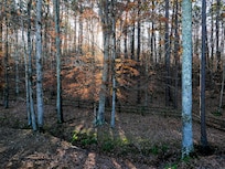 Morning view from the back porch of the Tiny House of Wishing Creek. Amazing spot to have my morning coffee and read my daily devotional