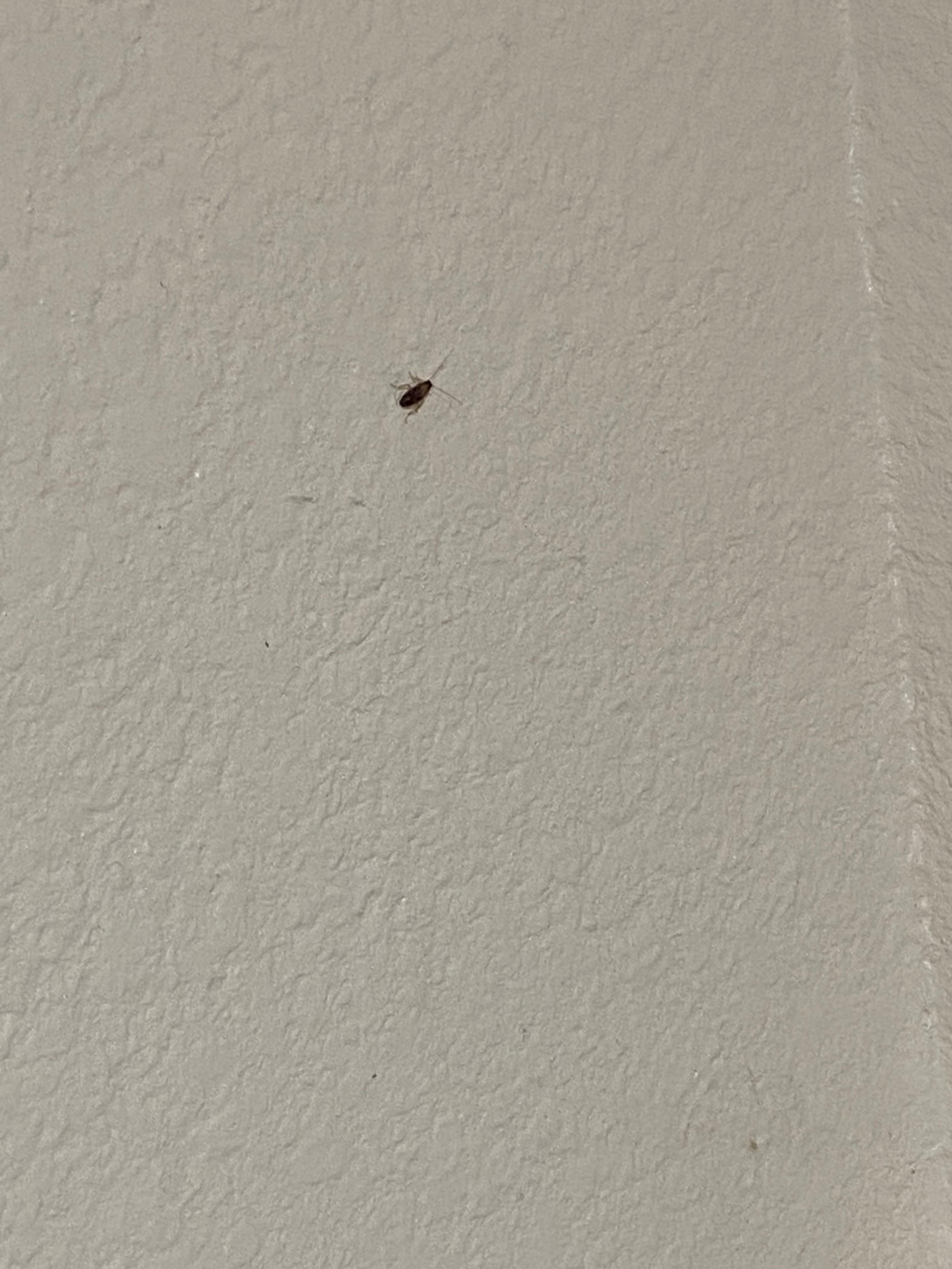 Stain couch sofa bed