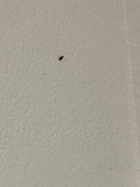 Stain couch sofa bed