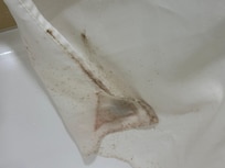 Black mold on shower curtain