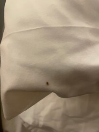 Bed Bug on the pillow