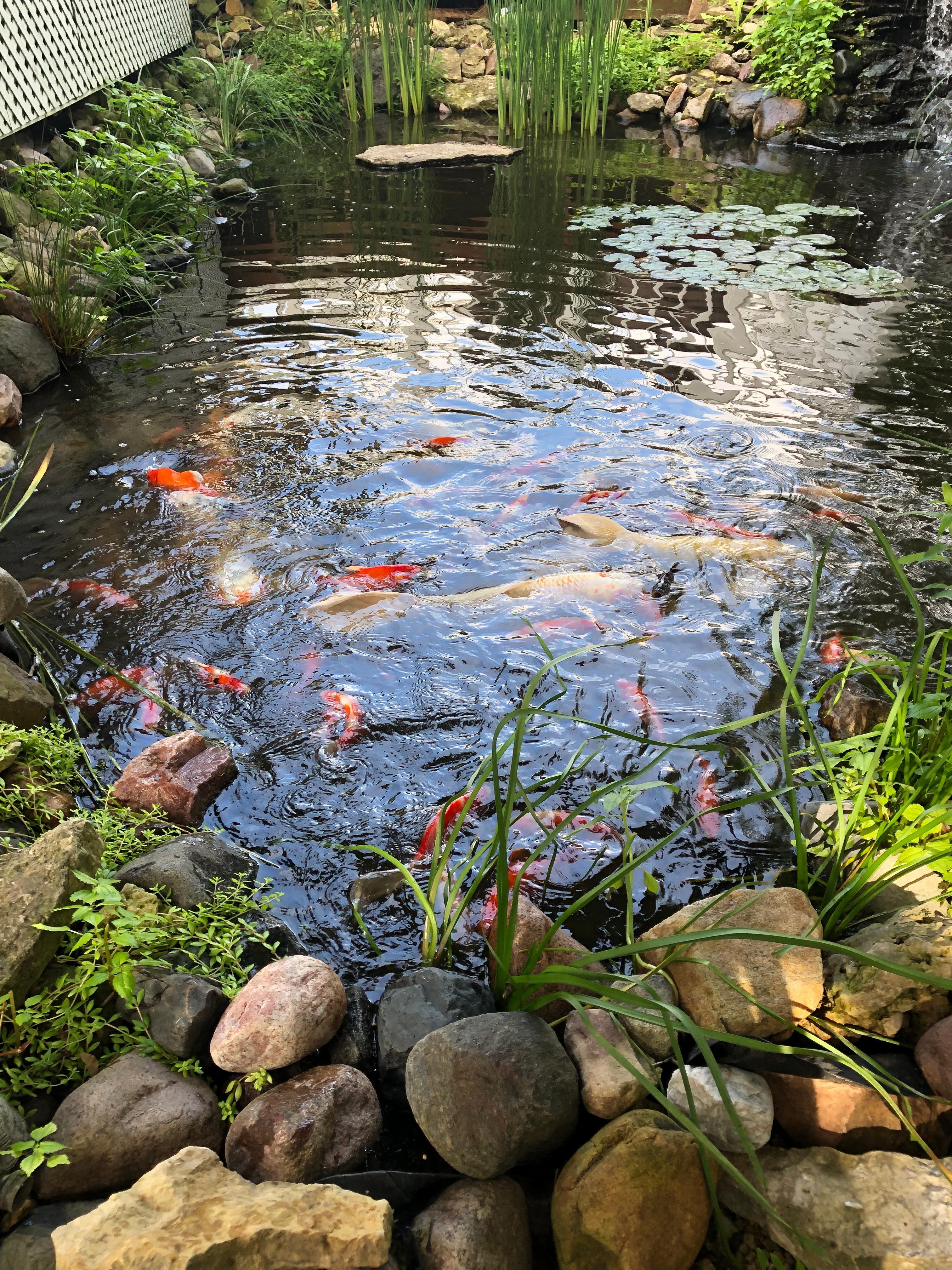 Feed the koi