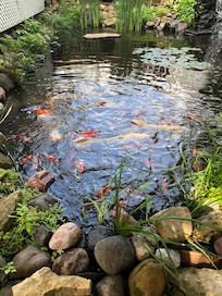 Feed the koi