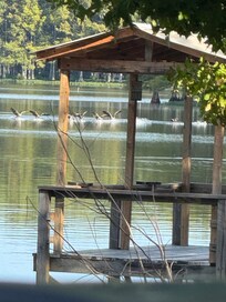 Geese coming in!