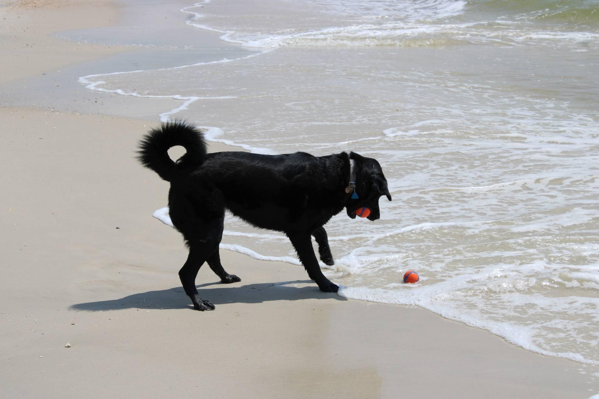 Made a new friend! Loved watching her drop the tennis balls in the water and wait for the waves to bring them back. She caught one ball then waited for the second to have both in her mouth, then start the process over and over. 