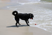 Made a new friend! Loved watching her drop the tennis balls in the water and wait for the waves to bring them back. She caught one ball then waited for the second to have both in her mouth, then start the process over and over.