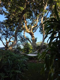 Tree and hammock