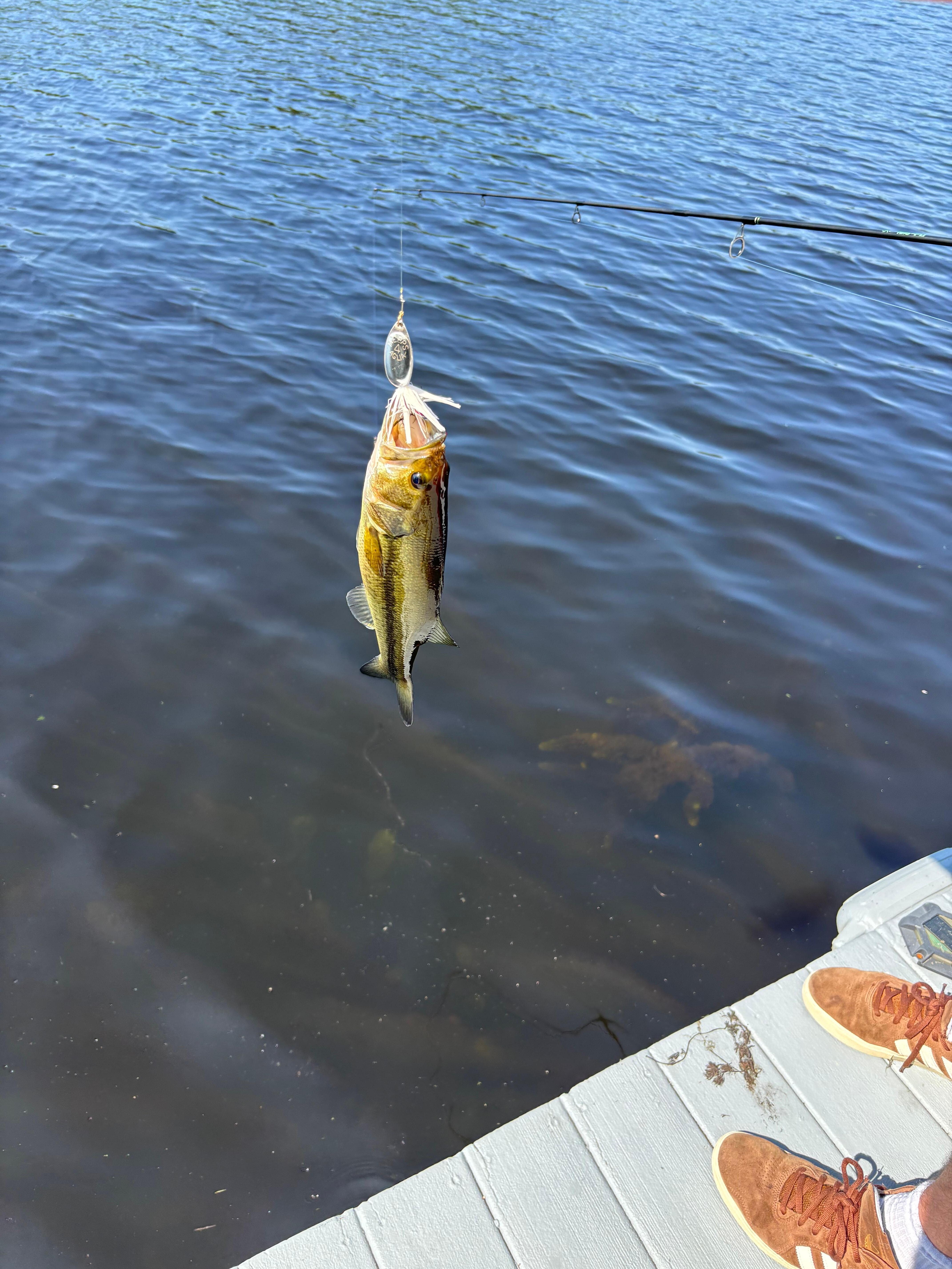 Large mouth bass