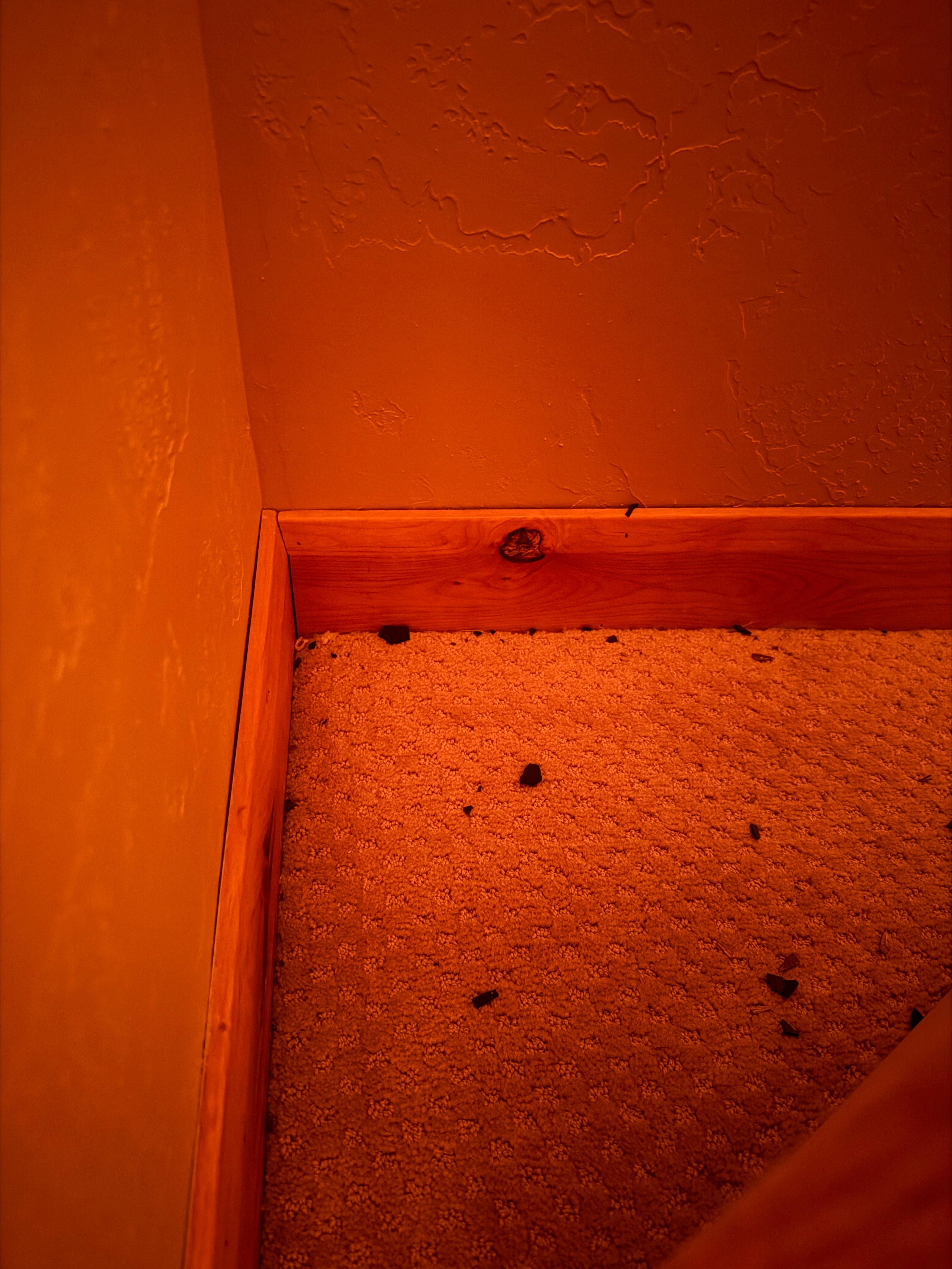 Mouse droppings in the bedroom 