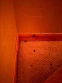 Mouse droppings in the bedroom