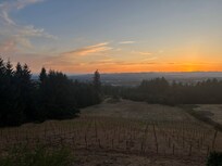 Beautiful vineyard view