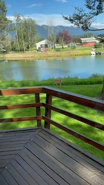 Deer that welcomed us our first night
