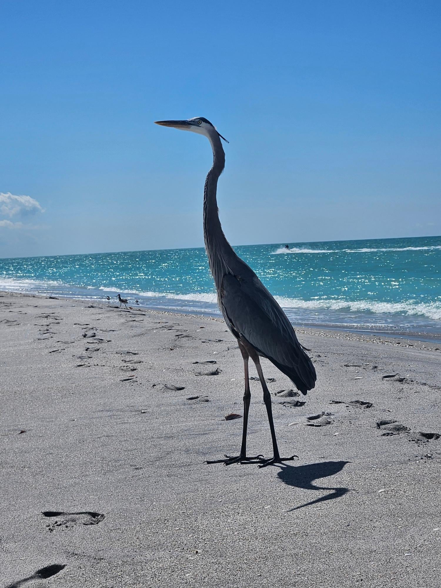 Our friend at the beach at Stump Pass.