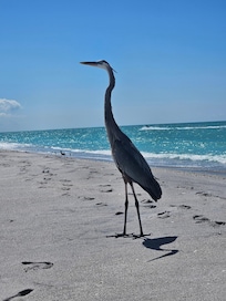 Our friend at the beach at Stump Pass.