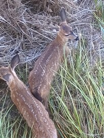 The twins and momma deer came to visit daily.