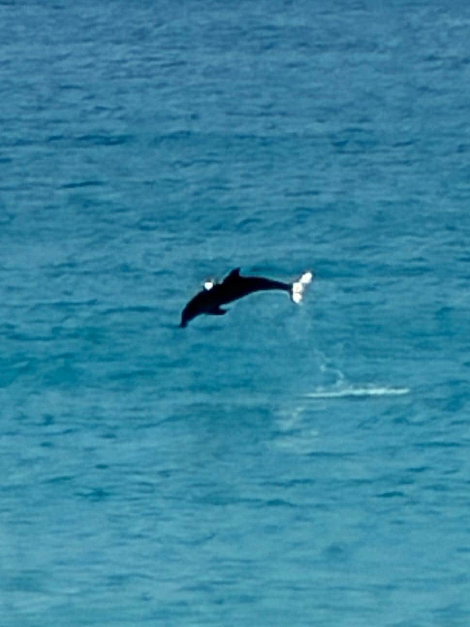 We watched dolphins jumping in front of the condo!