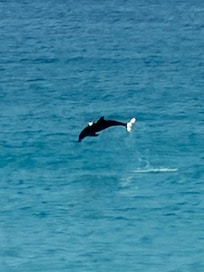 We watched dolphins jumping in front of the condo!