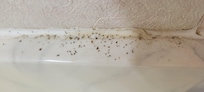 Black mold according to Google Lens