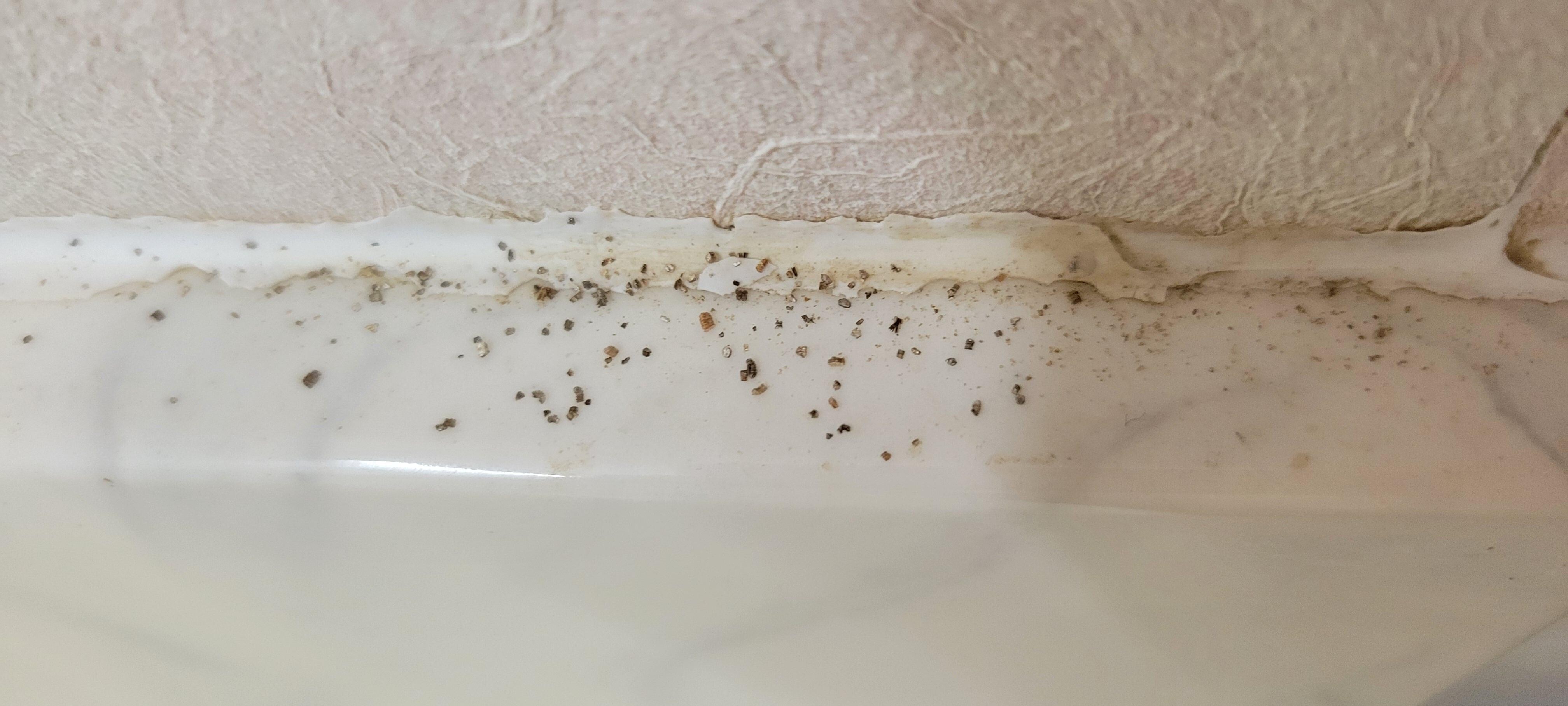Black mold according to Google Lens