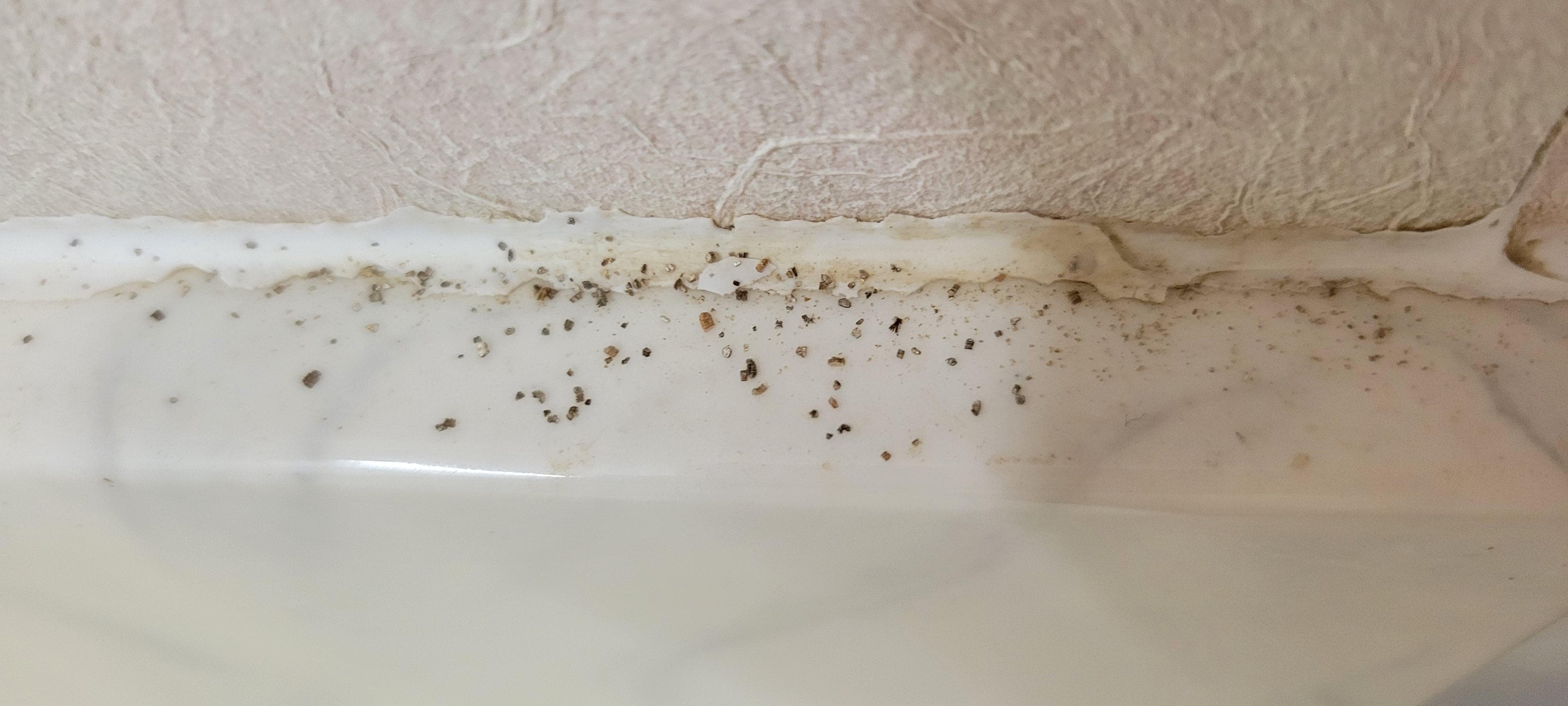 Black mold according to Google Lens