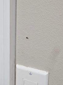 roaches on the wall