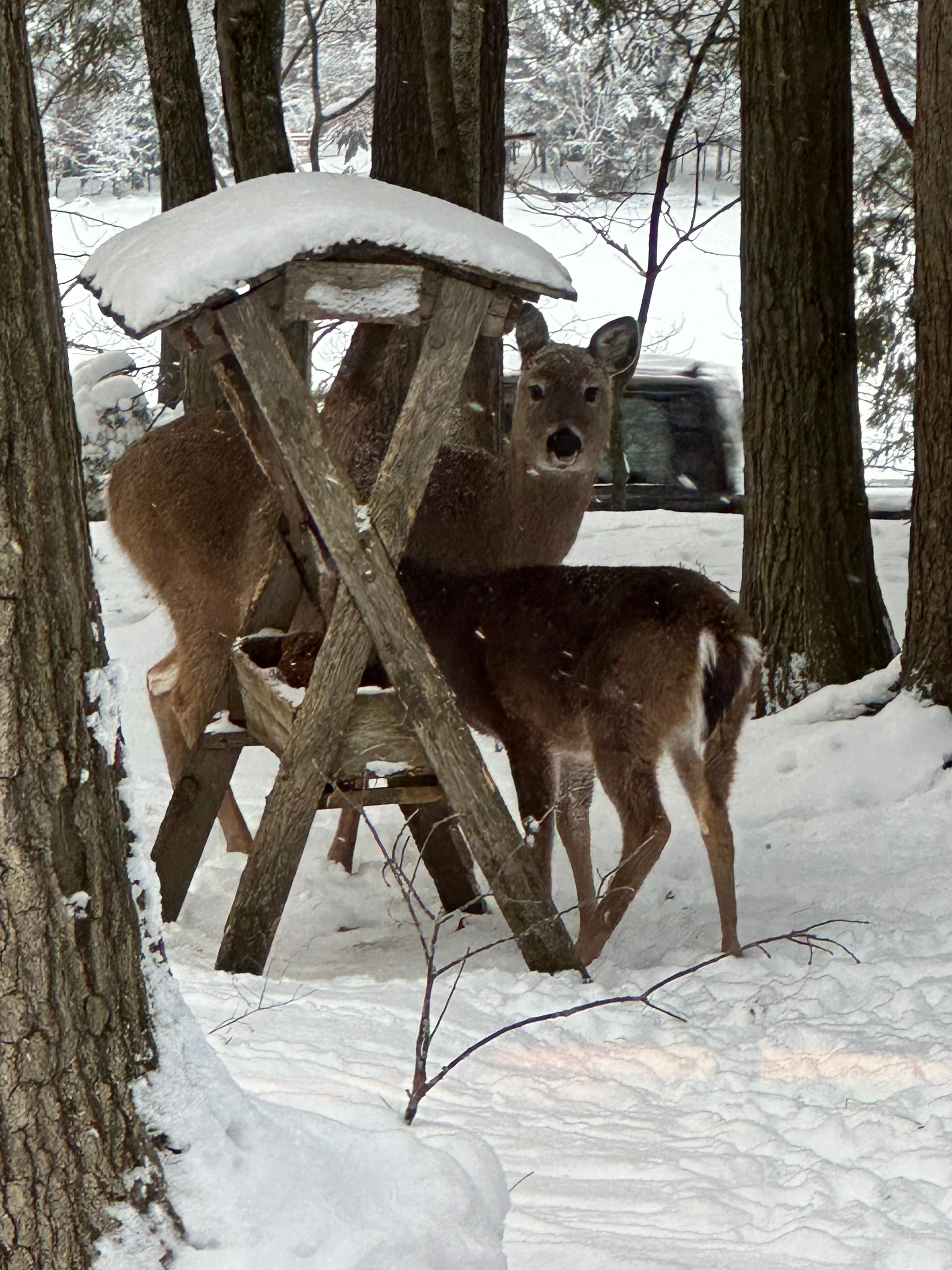The views of the wildlife out of nearly every window were really something special to see every day❤️.
