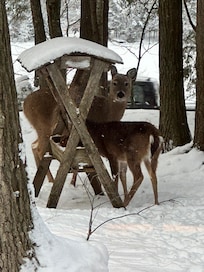 The views of the wildlife out of nearly every window were really something special to see every day❤️.