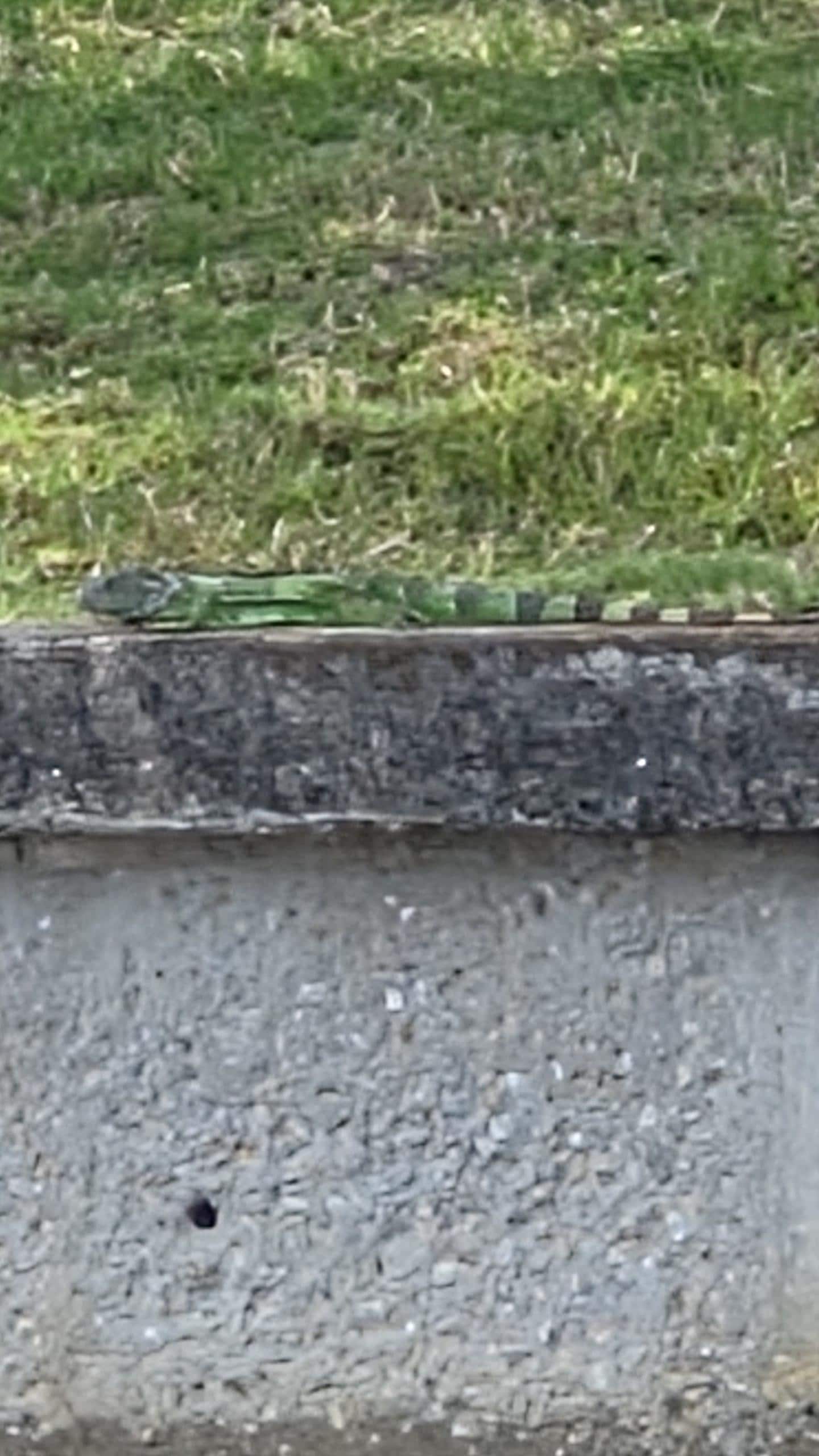 They might be invasive but we loved all of the wild life we could watch from the Lanai and dock