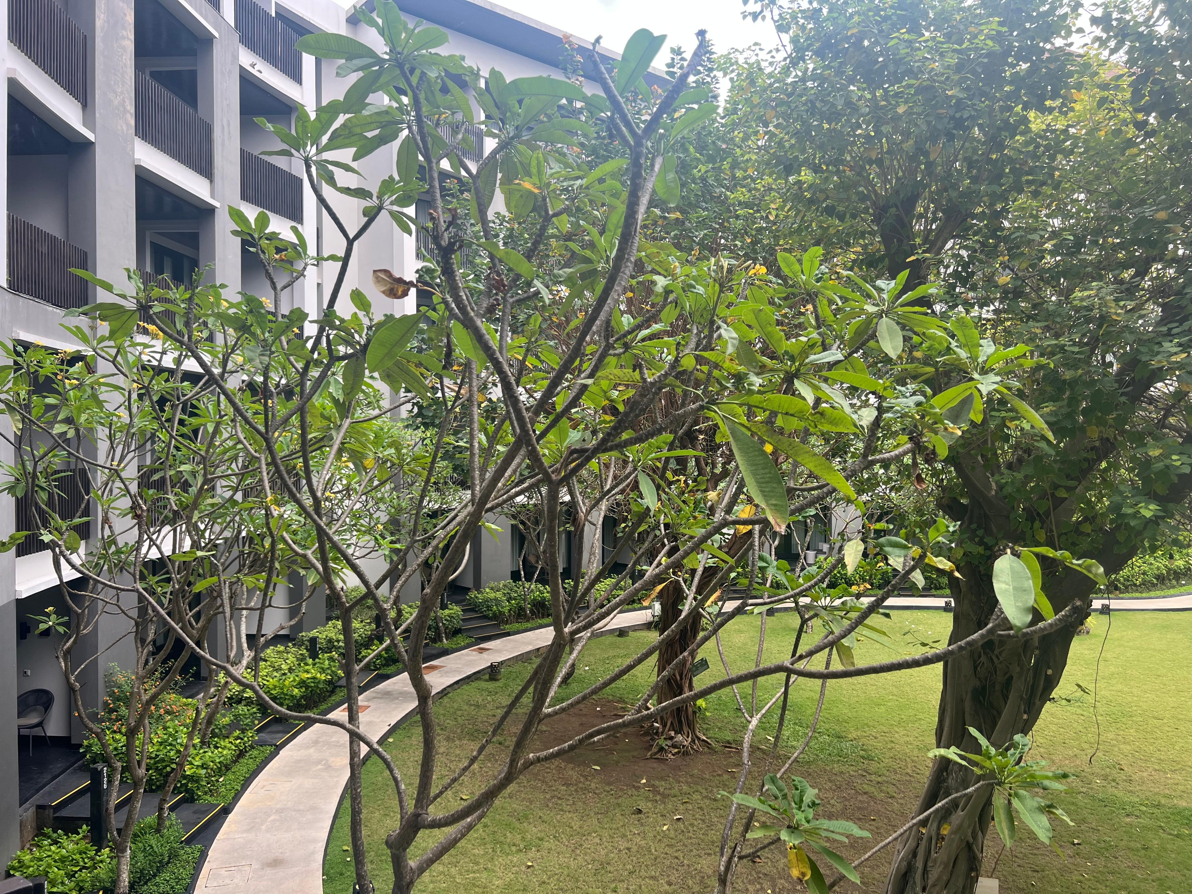 Garden view from room