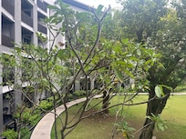 Garden view from room