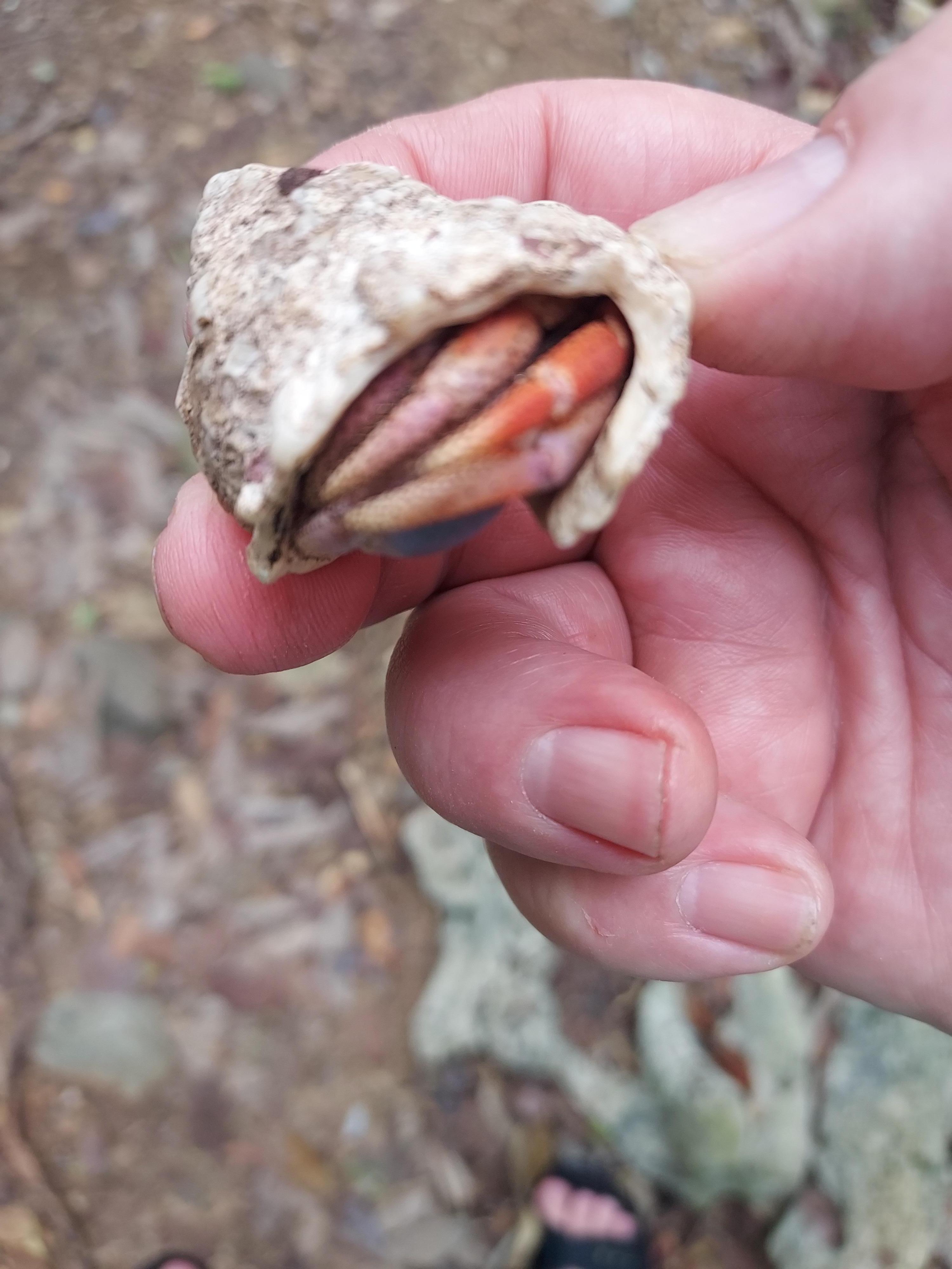 Meet my little friend 