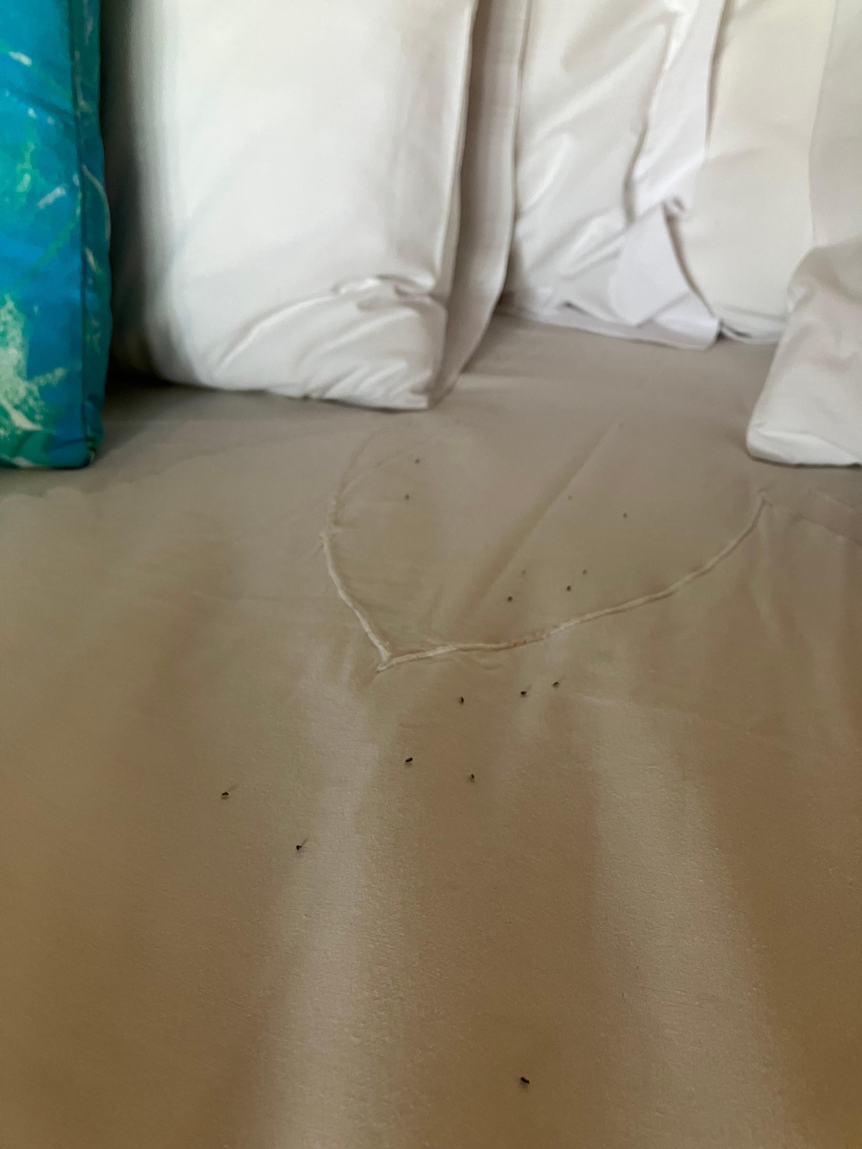 So many dead ants, I slept with a towel over my pillow and sheet