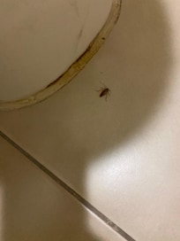 Roach in bathroom
