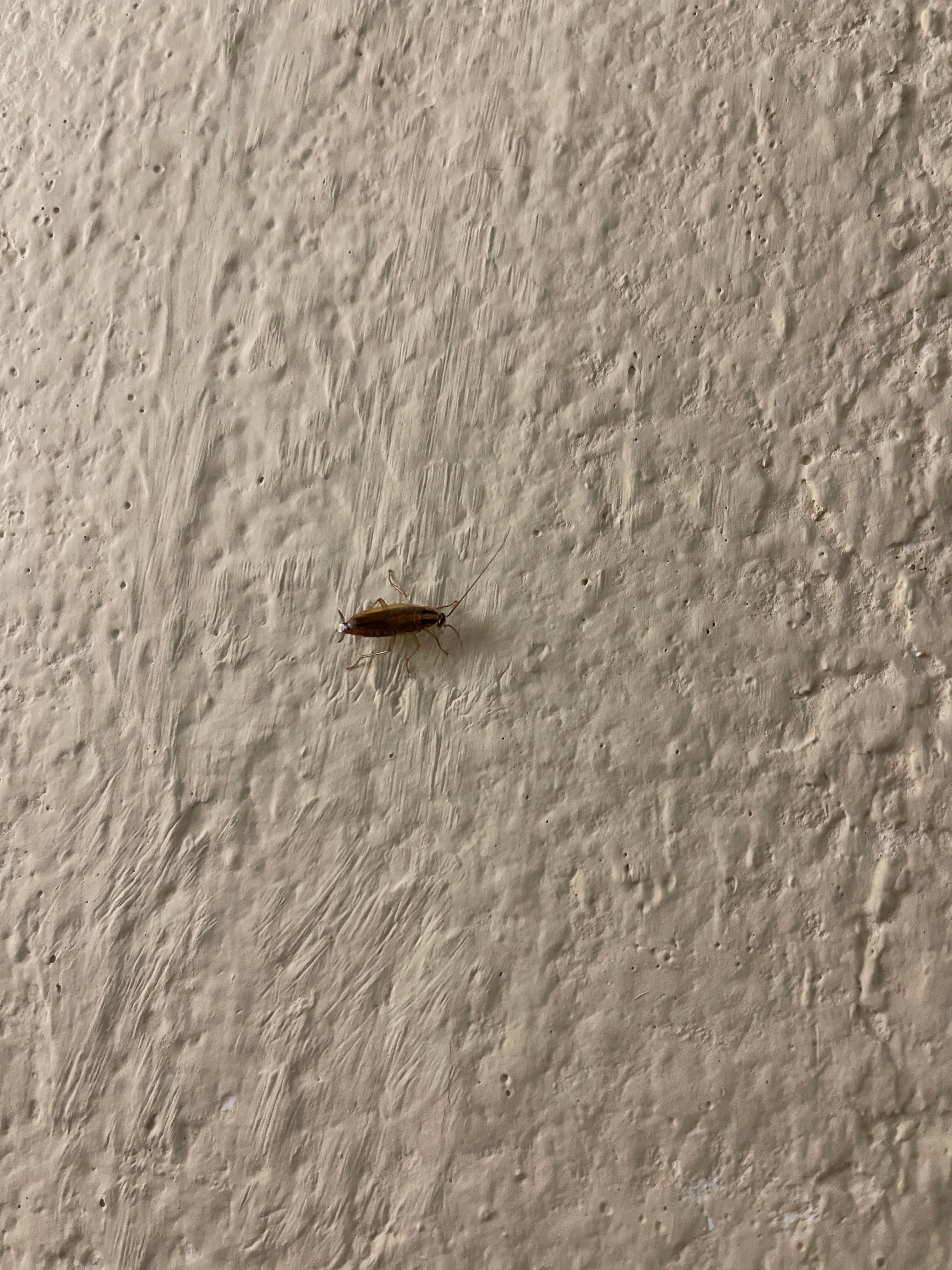 A roach