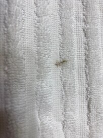 Some strange brown smear on floor towel(this towel was folded as if it were unused)