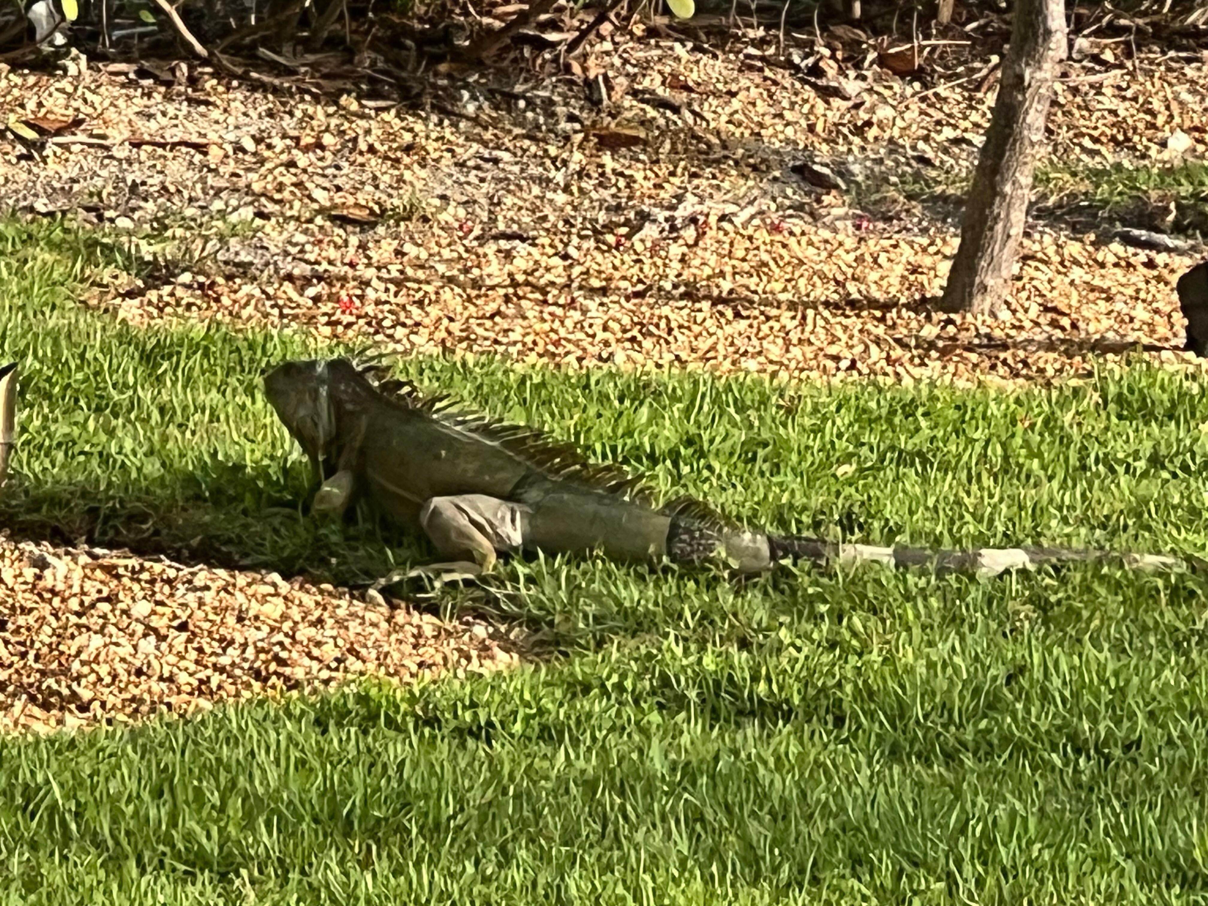 Extra guest