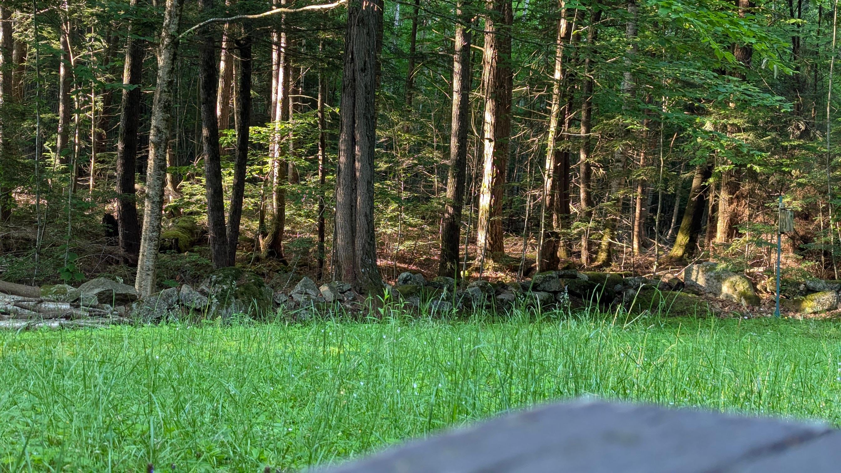 View of the back yard and woods from the deck