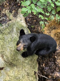 Juvenile bear at the cabin